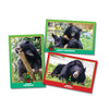 Bear Holiday cards